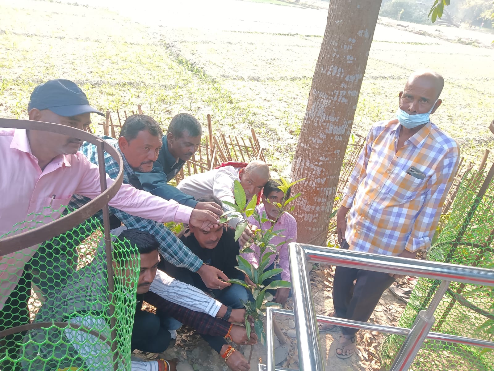 Tree Plantation